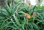 Aloe tree (agave) - recipes, treatment, application
