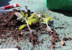 When and how to pick tomato seedlings?
