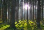 Seeing a forest in a dream.  What does Forest mean in a dream?  Dream Interpretation - Forest
