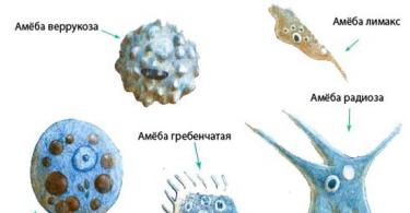 Types and manifestation of protozoan parasites