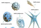 Vrste i manifestacija protozojskih parazita