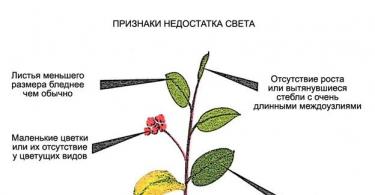 Domaći limun: njega citrusa i vrijeme berbe Phytolamps LED lampe za agrume