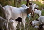 Goat milk products How to feed animals