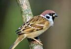 Why does a sparrow dream - a dream interpretation for the whole family