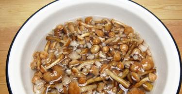 Soup with pickled honey mushrooms recipe Canned honey mushrooms soup recipe