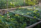 How to protect strawberries from birds and pests