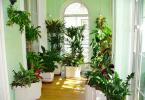 Types of indoor plants with photos and names