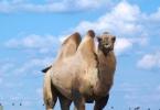 Why does a good woman dream of a camel