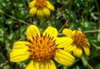 Care and cultivation of a flower ampelous bidens