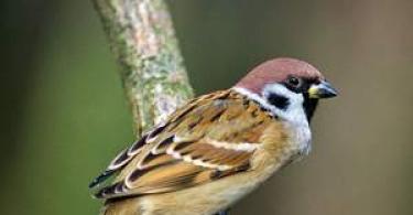Why does a sparrow dream - a dream interpretation for the whole family