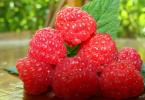 Healing properties of raspberries