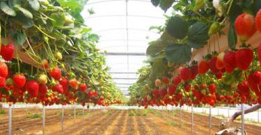 Strawberry growing business: advantages and disadvantages, subtleties of business