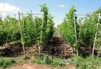 Raspberry trellis: the best tool for plant care How to make a raspberry trellis from rebar