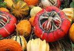 Calorie content and useful properties of pumpkin