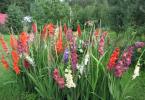 Secrets of Planting Gladiolus Ideas for Beautiful Planting Arrangements of Gladiolus