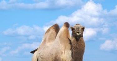 Why does a good woman dream of a camel