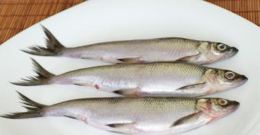 Vendace (ปลา): สูตรการทำอาหาร วิธีทอดปลา Vendace