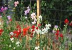 How to grow sweet peas from seeds: planting time, care, photo
