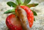 What fruits and berries can and cannot be given to Achatina snails Signs of the presence of slugs in the garden