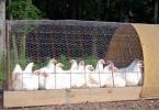 แผนธุรกิจการเลี้ยงไก่เนื้อ: การชดใช้ฟาร์มสัตว์ปีกทำได้ง่ายเพียงใด