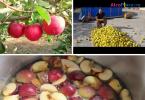 Recipes for making apple cider at home