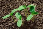What determines the germination of seeds and how to quickly germinate cucumbers
