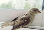 What is the dream of a sparrow flew into an apartment