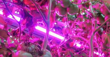 Do-it-yourself lighting of seedlings with LED strips