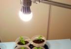 How to make a backlight for seedlings